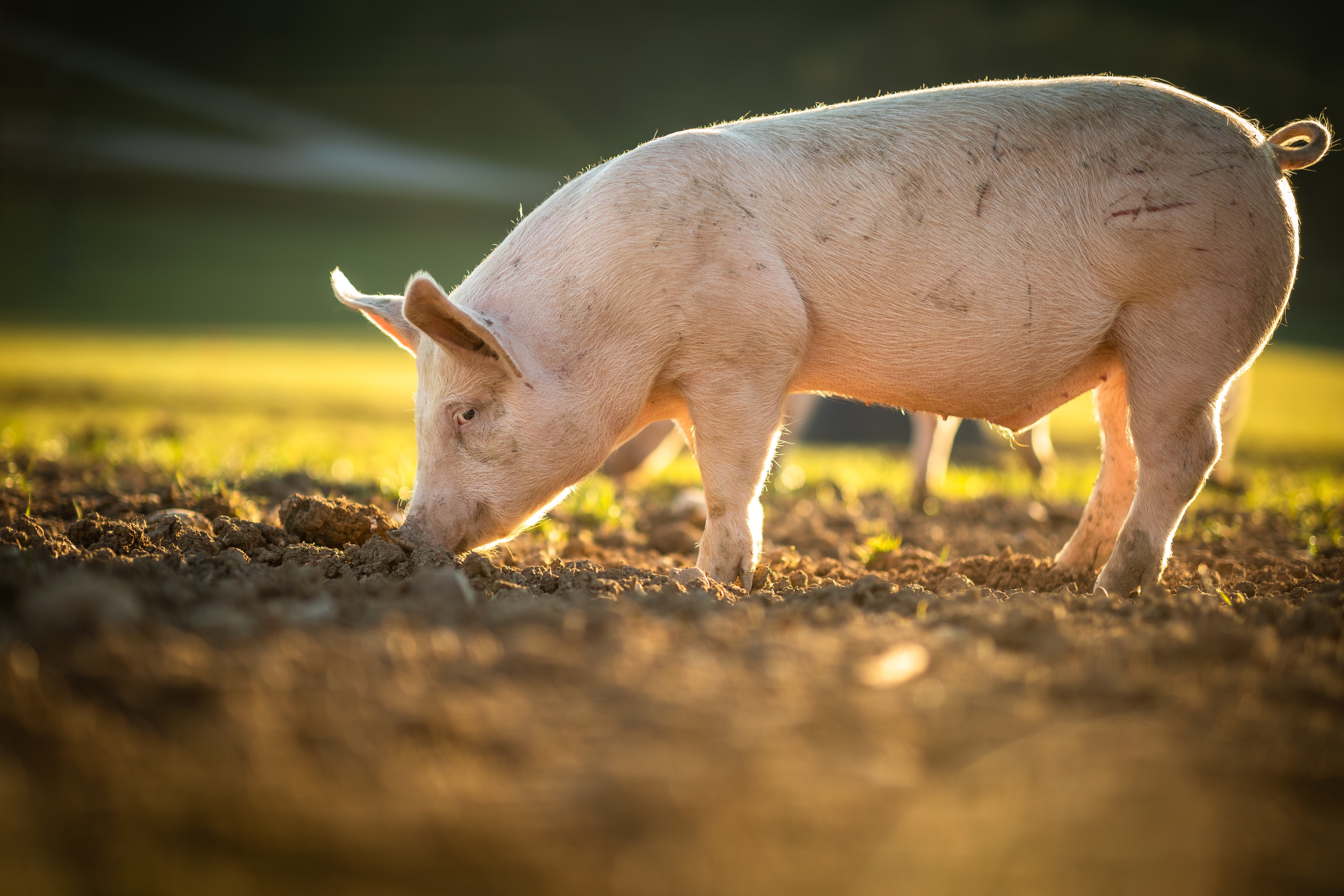 Glückliches Ferkel