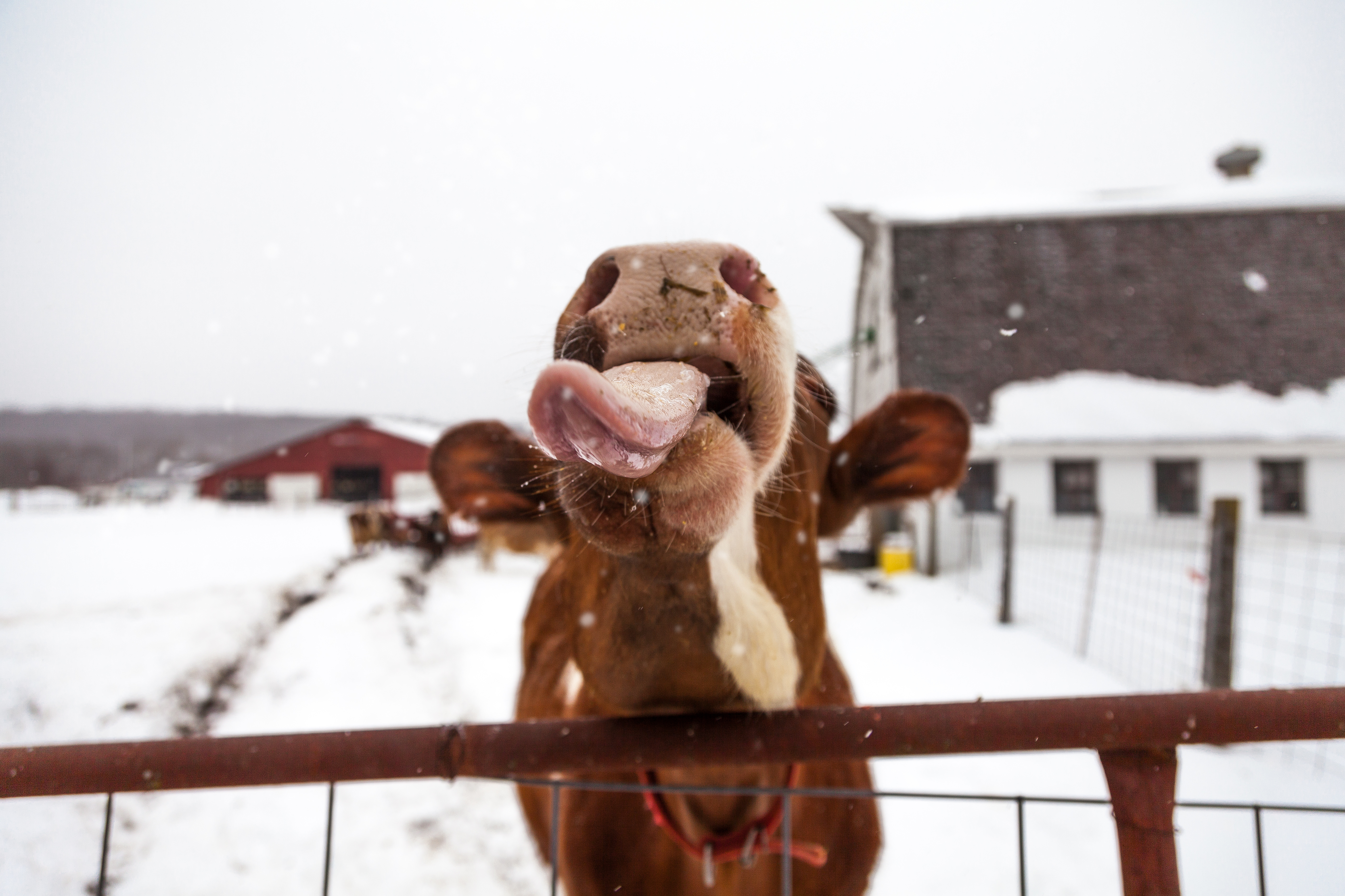 Rinderstall im Winter