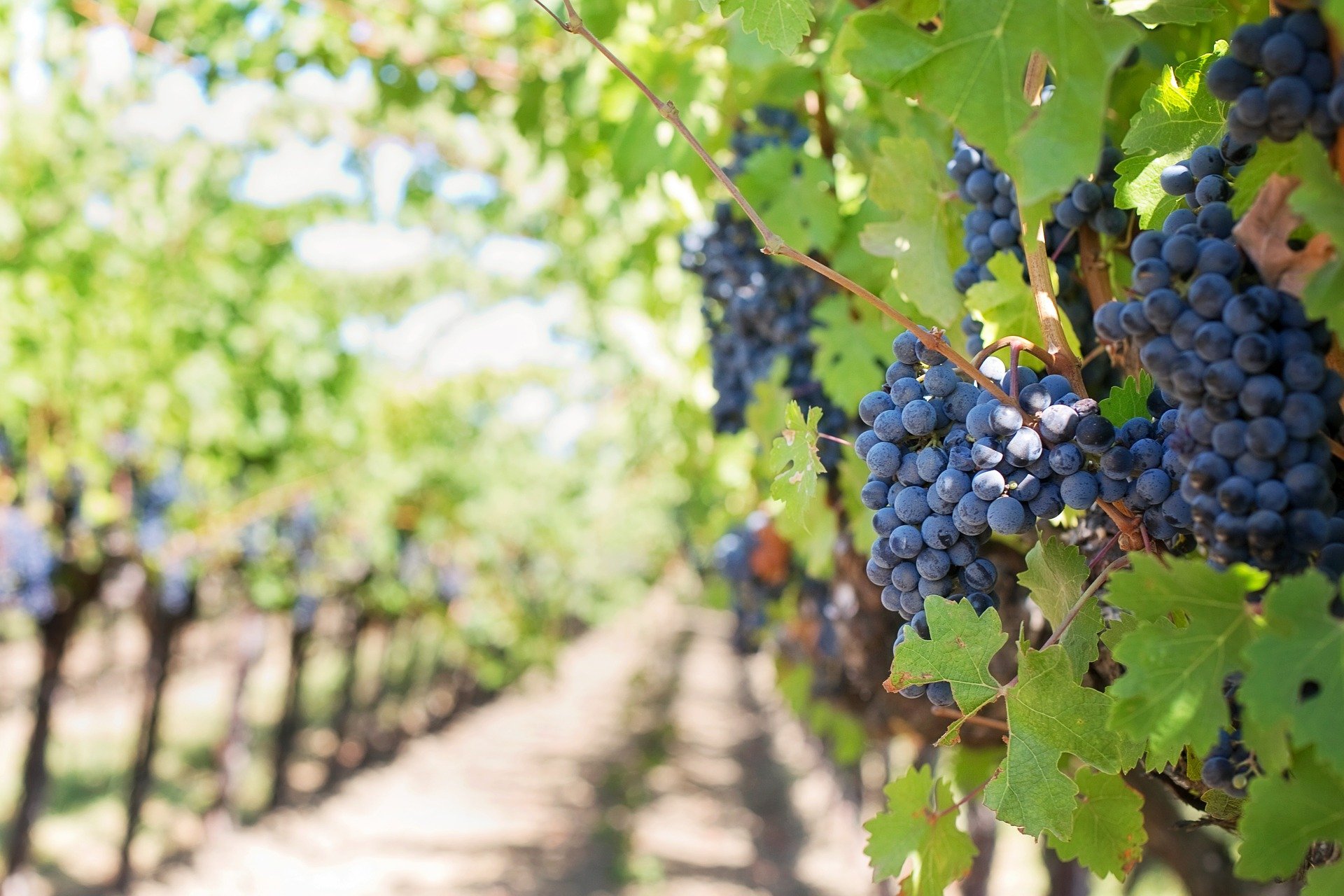 Weinreben mit reifen Weintrauben