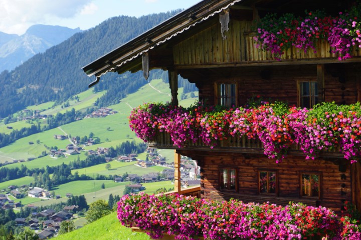 blumen-landwirtschaft-balkon.jpeg