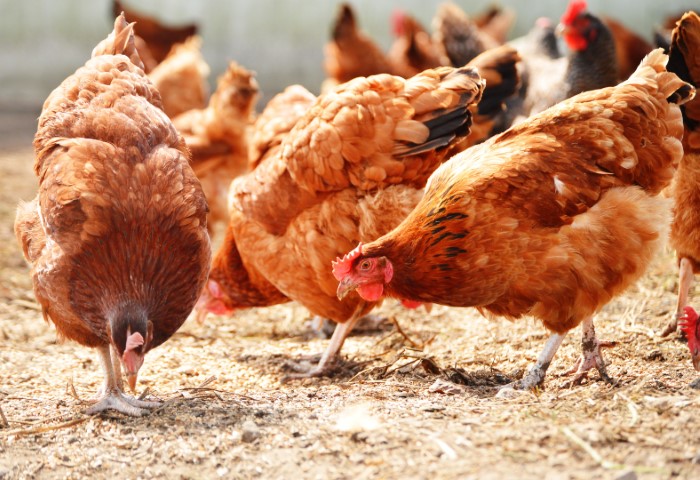 freiland-auslauf-huhn.jpeg