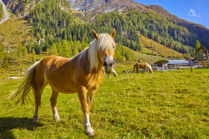 Pferd auf der Weide