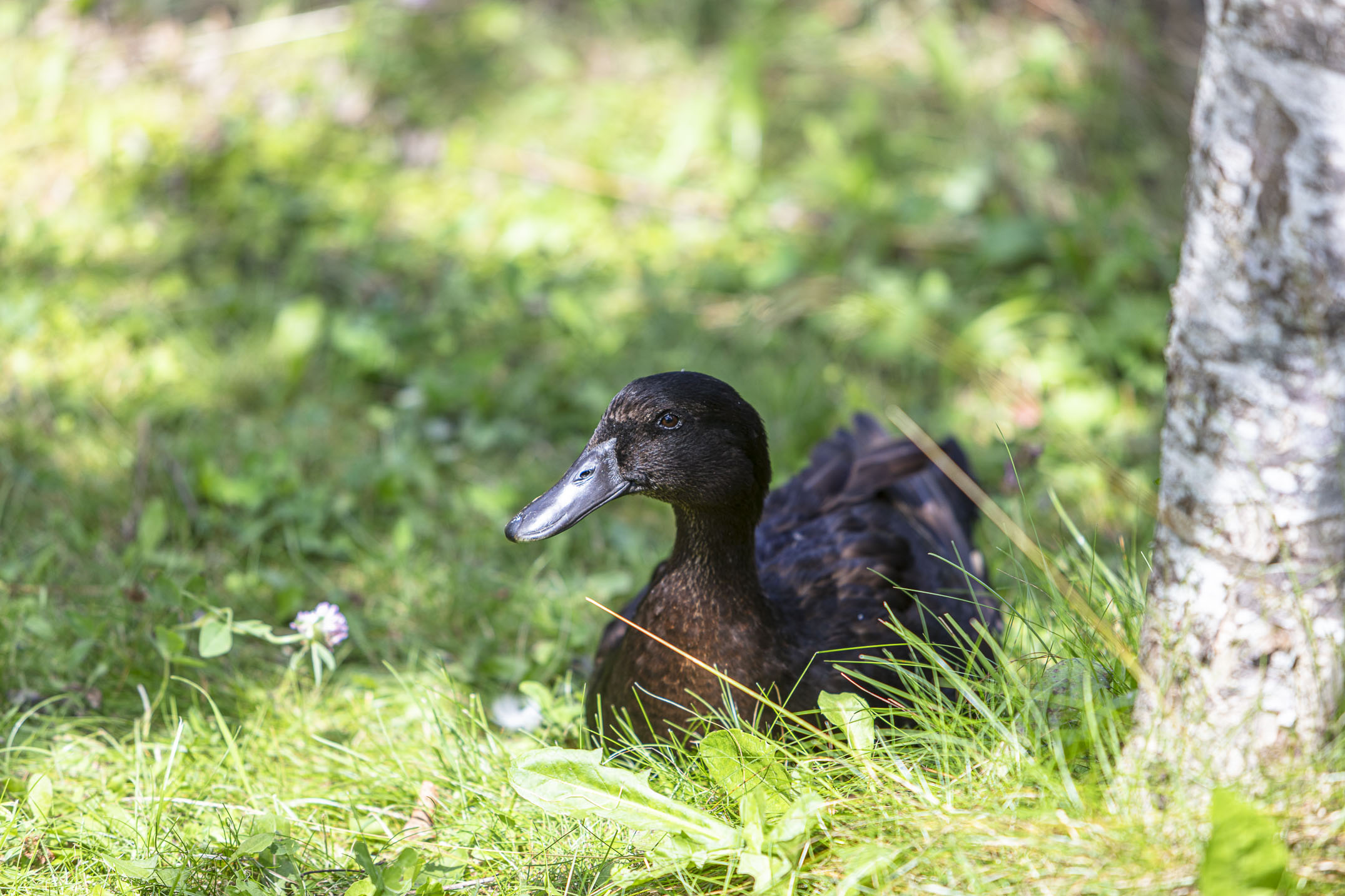 bauernhofurlaub-ente-lebensqualität.jpg